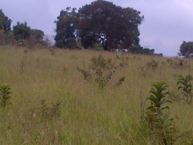 Terreno, 12 hectares - Foto 7