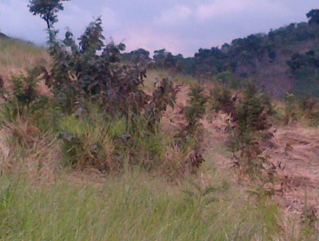 Terreno, 12 hectares - Foto 4